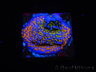 WYSIWYG Montipora Rainbow 11C2