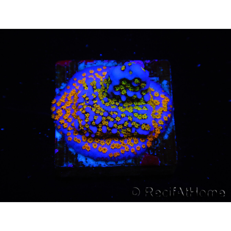 WYSIWYG Montipora Rainbow 11C2