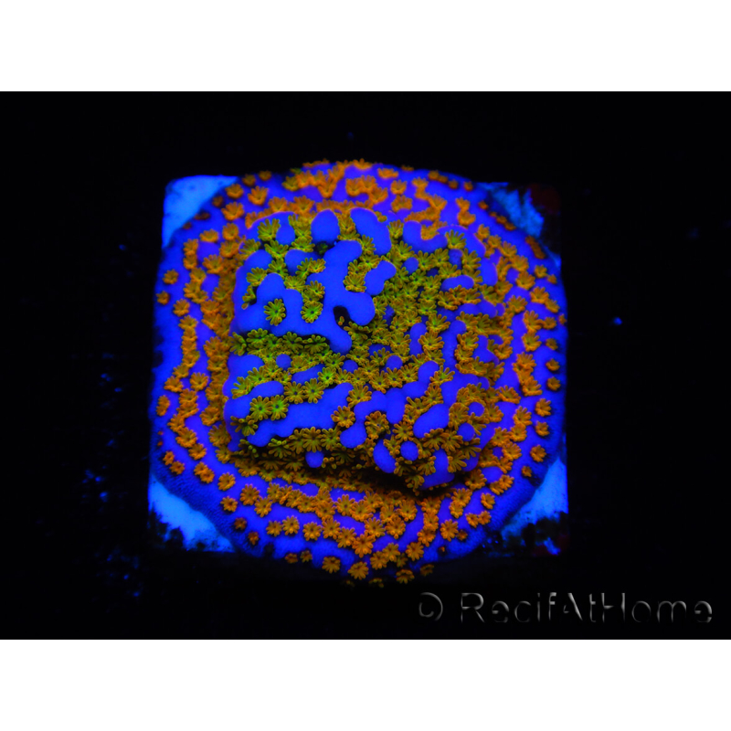 WYSIWYG Montipora Rainbow 11C3