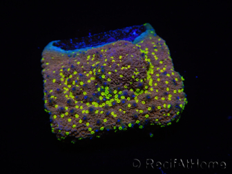 WYSIWYG Montipora Habanero 11C7