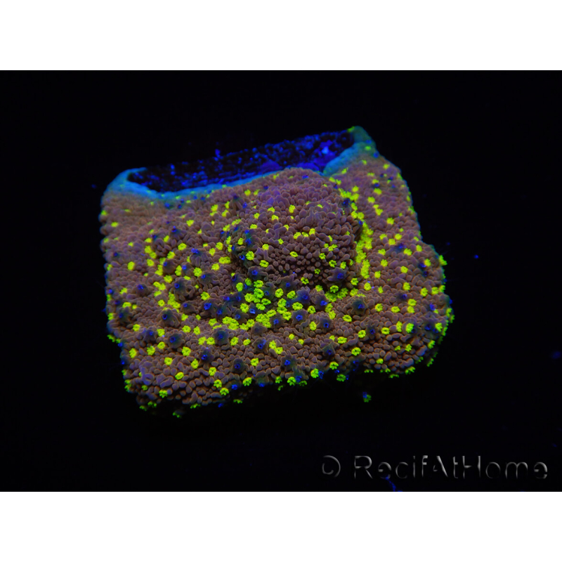 WYSIWYG Montipora Habanero 11C7