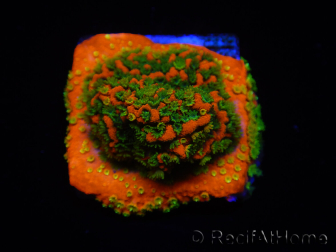 WYSIWYG Montipora Sunset 11F8