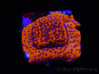 WYSIWYG RAH Montipora Mystic Sunset 11G6