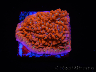 WYSIWYG SK Snow Montipora plate 11H4