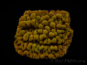 WYSIWYG RAH Montipora Passion Fruit 11J7