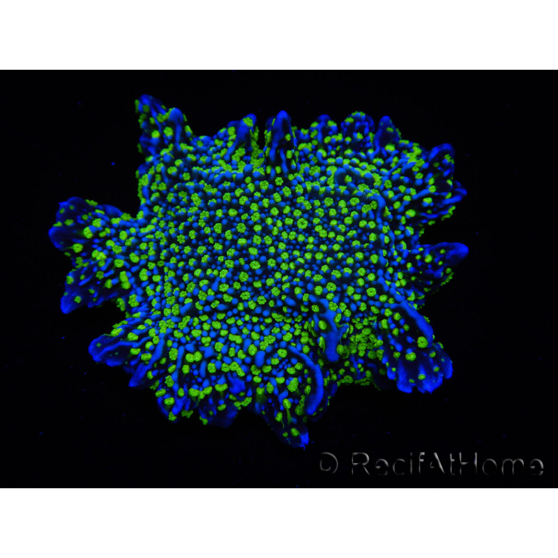 WYSIWYG Montipora hispida Hulk 11K3