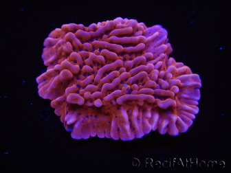 WYSIWYG JF Mean Streak Montipora 11L5