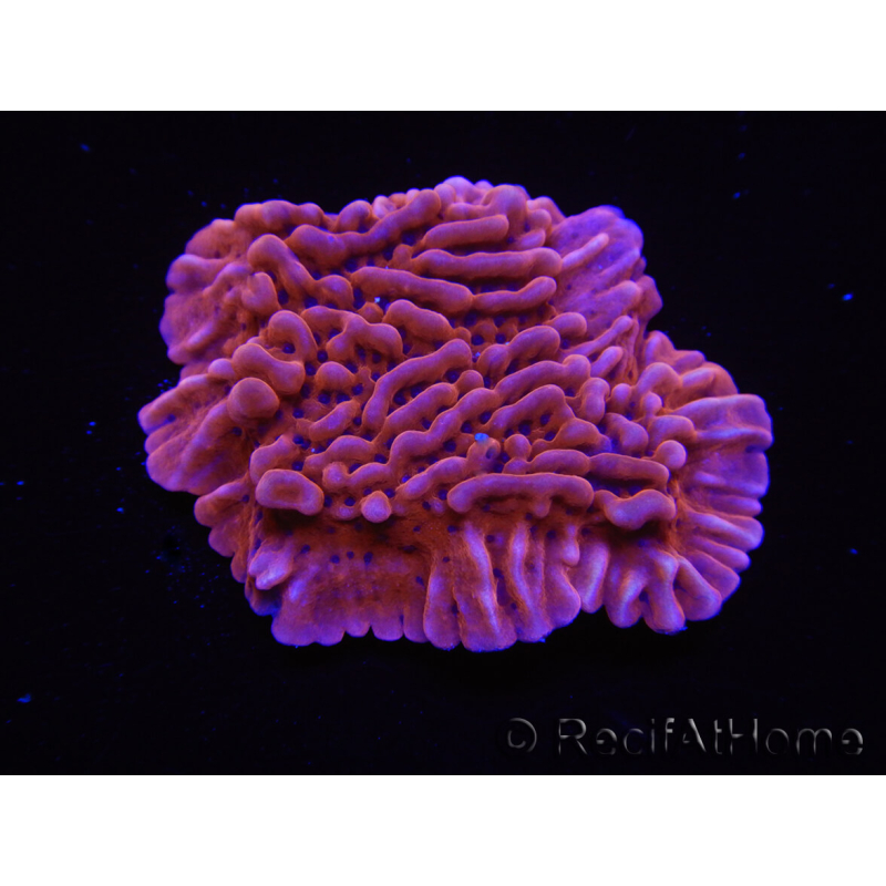 WYSIWYG JF Mean Streak Montipora 11L5