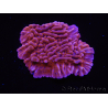 WYSIWYG JF Mean Streak Montipora 11L5