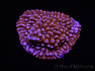 WYSIWYG RAH Montipora Princess Peach 11M4