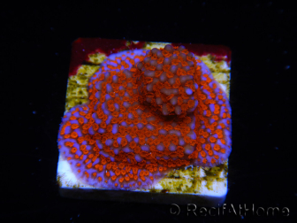 WYSIWYG Montipora Superman 11A3