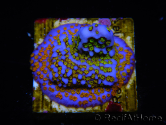 WYSIWYG Montipora Rainbow 11C2