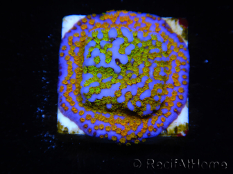 WYSIWYG Montipora Rainbow 11C3