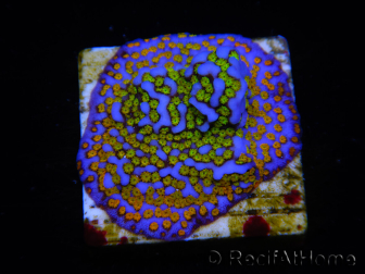 WYSIWYG Montipora Rainbow 11C4