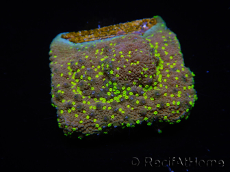 WYSIWYG Montipora Habanero 11C7