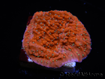 WYSIWYG SK Snow Montipora plato 11H1