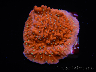 WYSIWYG SK Snow Montipora plato 11H3