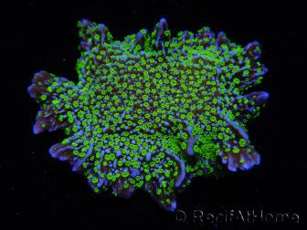 WYSIWYG Montipora hispida Hulk 11K3