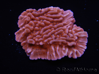 WYSIWYG JF Mean Streak Montipora 11L5