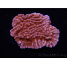 WYSIWYG JF Mean Streak Montipora 11L5