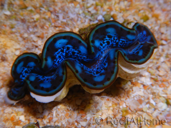 WYSIWYG Tridacna maxima A3