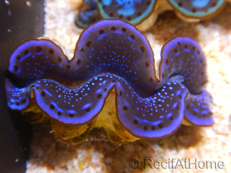 WYSIWYG Tridacna maxima Bénitiers A4 (6 cm)