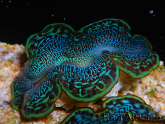 WYSIWYG Tridacna maxima B1