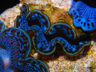 WYSIWYG Tridacna maxima B2