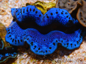 WYSIWYG Tridacna maxima B3