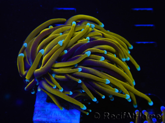 WYSIWYG Euphyllia glabrescens (Mariculture acclimaté sous LED) 8L2