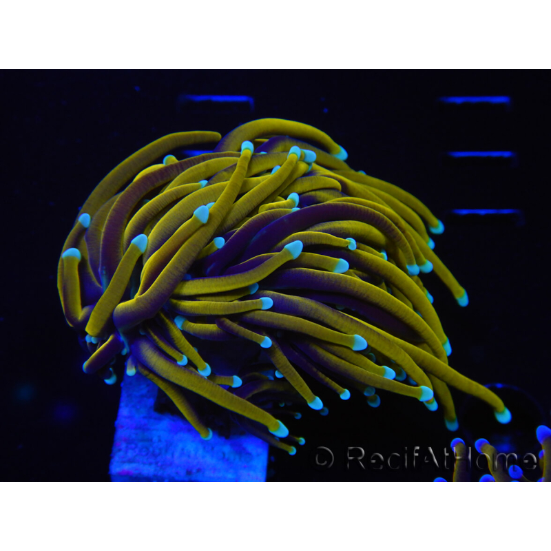 WYSIWYG Euphyllia glabrescens (Maricoltura acclimatata sotto LED) 8L2