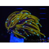 WYSIWYG Euphyllia glabrescens (Mariculture acclimaté sous LED) 8L2