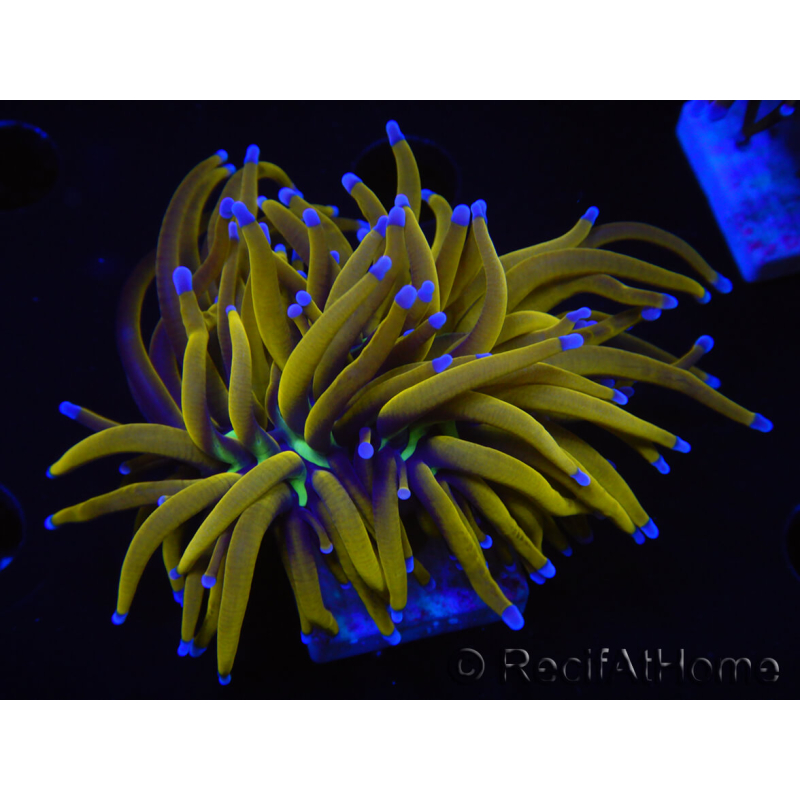 WYSIWYG Euphyllia glabrescens (Mariculture acclimaté sous LED) 8L3