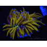 WYSIWYG Euphyllia glabrescens (Maricoltura acclimatata sotto LED) 8L3