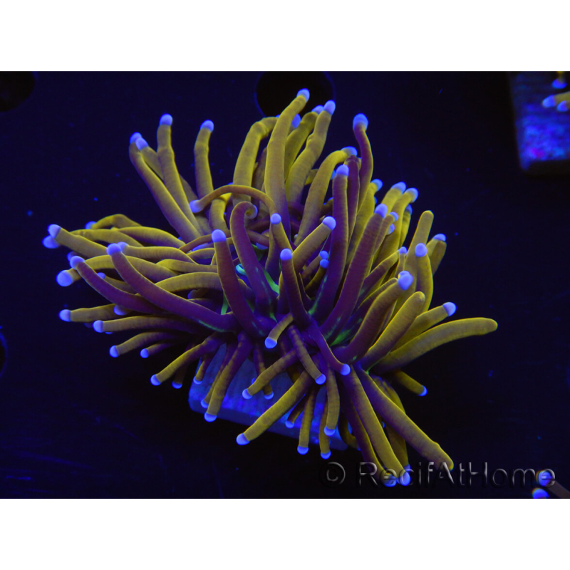 WYSIWYG Euphyllia glabrescens (Maricoltura acclimatata sotto LED) 8L4