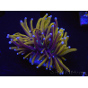 WYSIWYG Euphyllia glabrescens (Maricoltura acclimatata sotto LED) 8L4