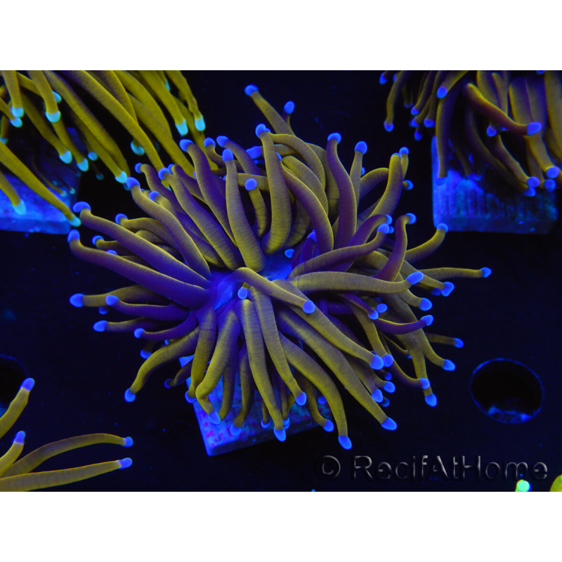 WYSIWYG Euphyllia glabrescens (Maricultura acclimatata sotto LED) 8L5