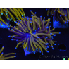 WYSIWYG Euphyllia glabrescens (Maricultura acclimatata sotto LED) 8L5