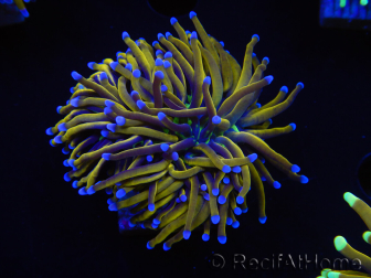 WYSIWYG Euphyllia glabrescens (Maricoltura acclimatata sotto LED) 8L6