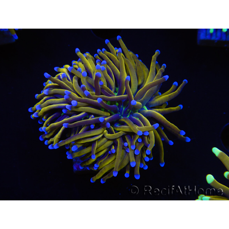 WYSIWYG Euphyllia glabrescens (Maricoltura acclimatata sotto LED) 8L6