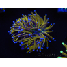 WYSIWYG Euphyllia glabrescens (Mariculture acclimaté sous LED) 8L6