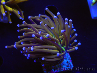 WYSIWYG Euphyllia glabrescens (Maricoltura acclimatata sotto LED) 8L7