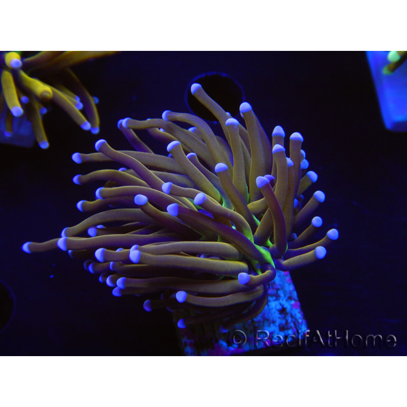 WYSIWYG Euphyllia glabrescens (Mariculture acclimaté sous LED) 8L7