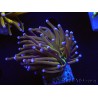 WYSIWYG Euphyllia glabrescens (Mariculture acclimaté sous LED) 8L7