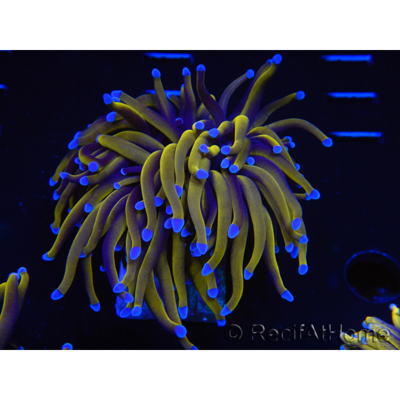 WYSIWYG Euphyllia glabrescens (Maricultura aclimatada bajo LED) 8M1