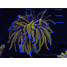 WYSIWYG Euphyllia glabrescens (Maricoltura acclimata sotto LED) 8M1