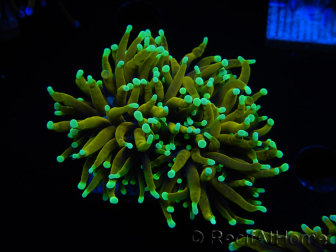 WYSIWYG Euphyllia glabrescens (Maricultura acclimatata sotto LED) 8M2