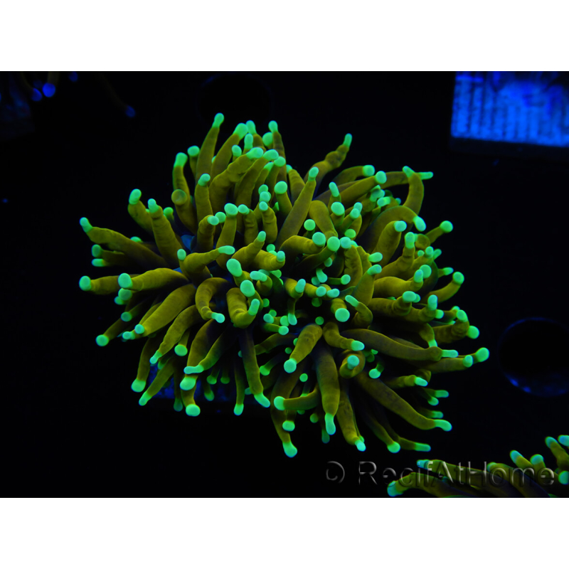 WYSIWYG Euphyllia glabrescens (Maricultura acclimatata sotto LED) 8M2