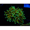 WYSIWYG Euphyllia glabrescens (Maricultura acclimatata sotto LED) 8M2