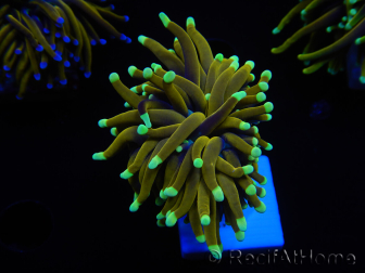 WYSIWYG Euphyllia glabrescens (Mariculture acclimated under LED) 8M3